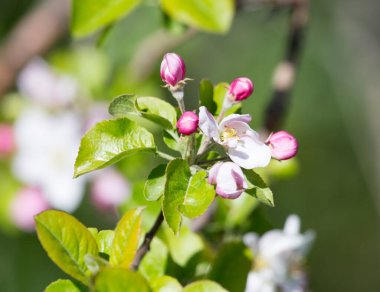 Doğadaki elma ağacında güzel çiçekler .