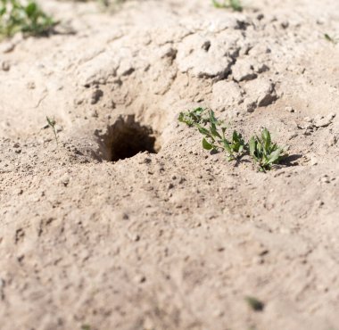 Yerdeki hayvan delikleri doğada .