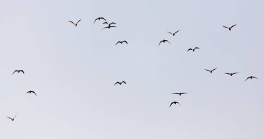 Gün batımında gökyüzünde bir martı sürüsü .