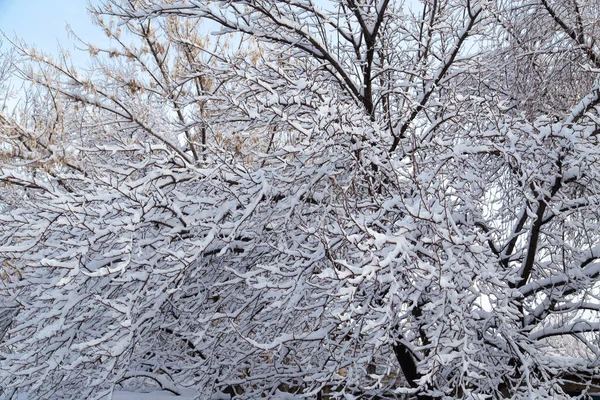 Śnieg Gałęziach Drzewa — Zdjęcie stockowe