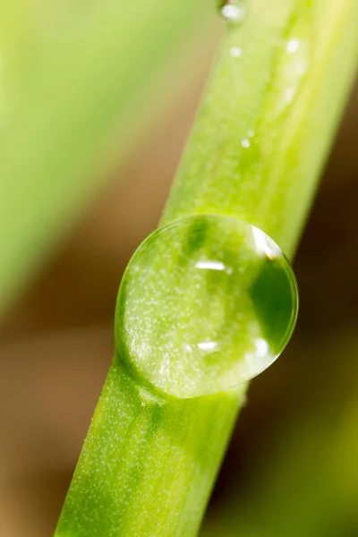 Närbild Skott Droppar Dagg Grönt Gräs — Stockfoto
