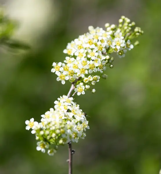 Krásná Bílá Květina Přírodě Parku Přírodě — Stock fotografie