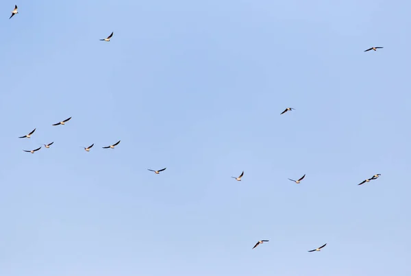 Een Kudde Meeuwen Tegen Een Blauwe Lucht — Stockfoto