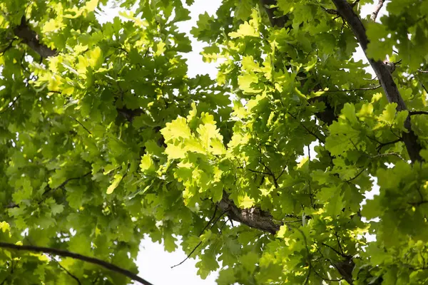 Primo Piano Foglie Quercia Verde Natura — Foto Stock