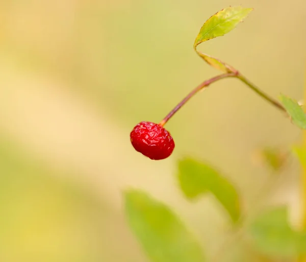 Red Rosehips Nature Macro Park Nature — Stock Photo, Image