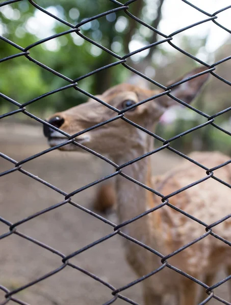 動物園のフェンスの後ろに美しい鹿のクローズアップショット — ストック写真