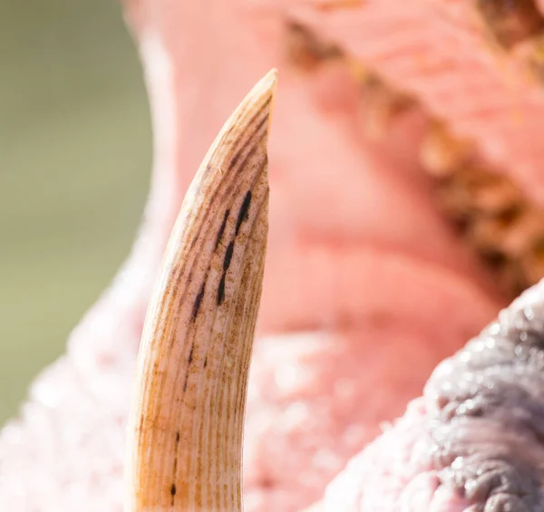 Hroší Zuby Parku Přírodě — Stock fotografie