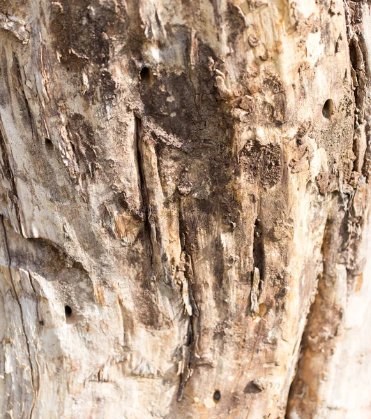 Старый Ствол Дерева Качестве Фона Парке Природе — стоковое фото