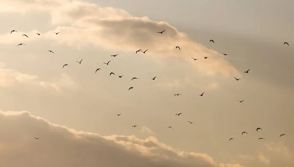 Flock Måsar Himlen Vid Solnedgången — Stockfoto