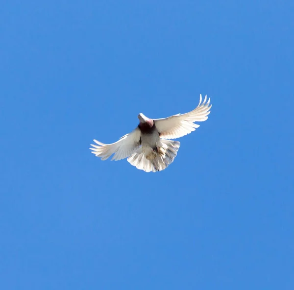 Duva Flykt Mot Blå Himmel — Stockfoto