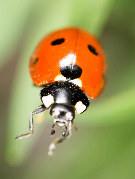 Mariquita Hierba Naturaleza Macro Parque Naturaleza — Foto de Stock