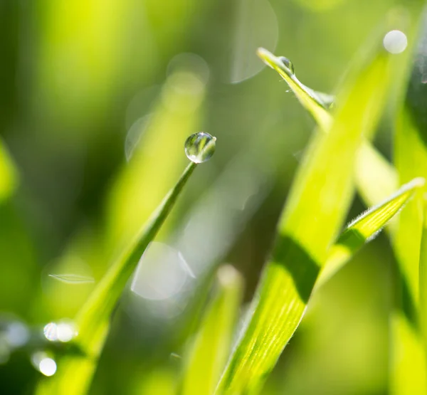 Närbild Skott Droppar Dagg Grönt Gräs — Stockfoto
