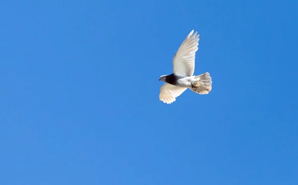 Eine Taube Flug Vor Blauem Himmel — Stockfoto