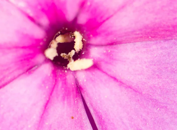 Doğadaki Güzel Pembe Çiçek Yakın Plan Doğadaki Parkta — Stok fotoğraf