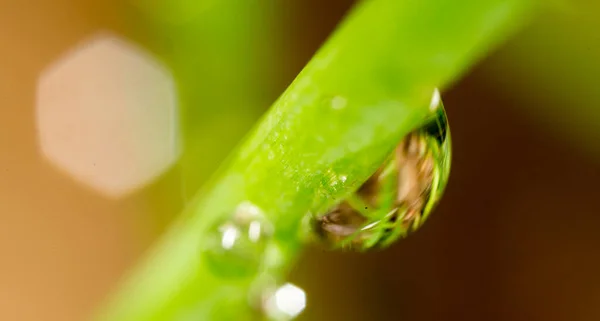 在绿草上滴一滴露水的特写 — 图库照片