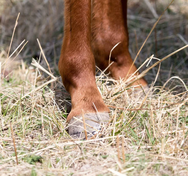 Horse Hoof Park Nature — Stock Photo, Image