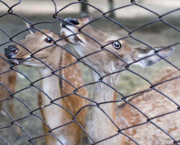 動物園のフェンスの後ろに美しい鹿のクローズアップショット — ストック写真