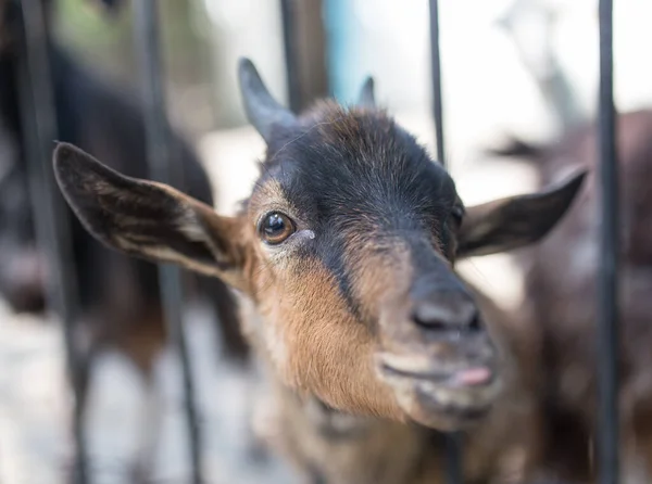 Capra Dietro Una Recinzione Nello Zoo Nel Parco Nella Natura — Foto Stock