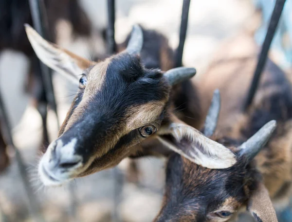 Geit Achter Een Hek Dierentuin Het Park Natuur — Stockfoto