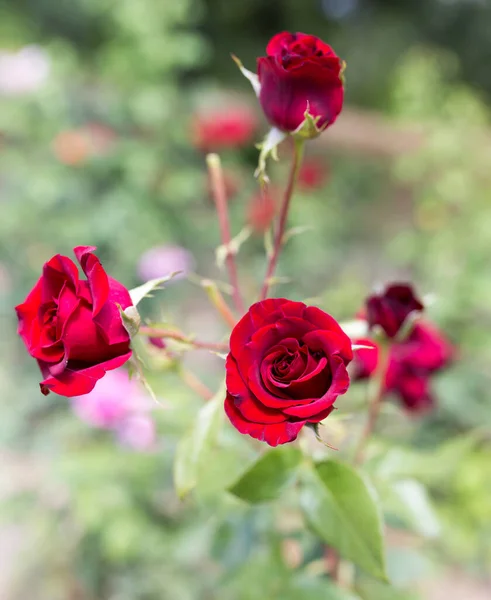 Czerwona Róża Parku Łonie Natury — Zdjęcie stockowe