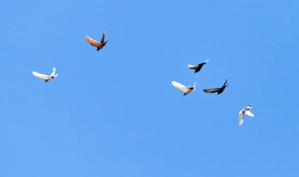 Eine Schar Tauben Flug Vor Blauem Himmel — Stockfoto