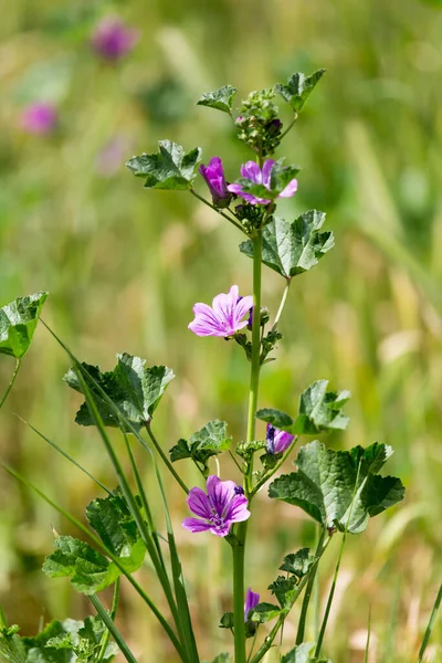 Beautiful Purple Flower Nature Park Nature — Stock Photo, Image