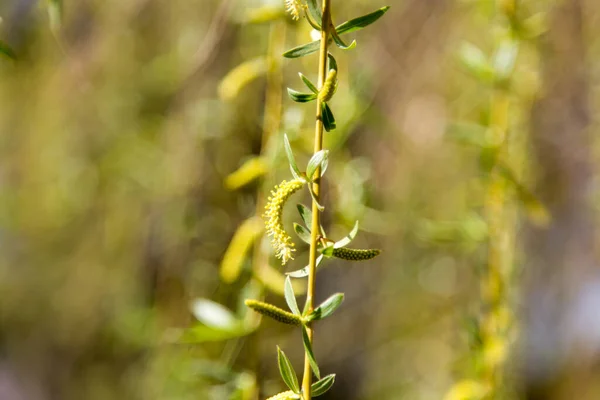 Blumen Auf Dem Baum Der Natur Weide — Stockfoto