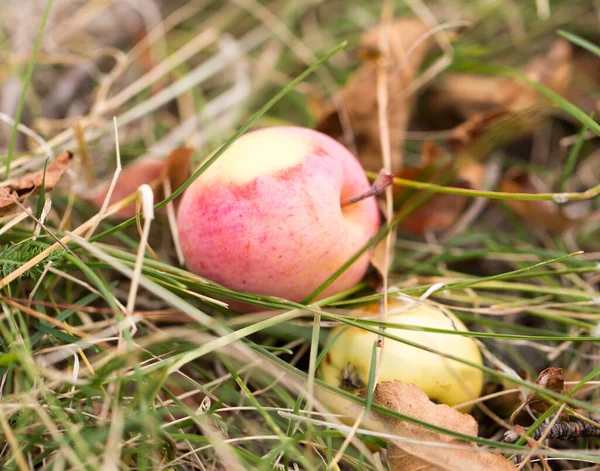 Pommes Sur Terrain Dans Nature Dans Parc Dans Nature — Photo