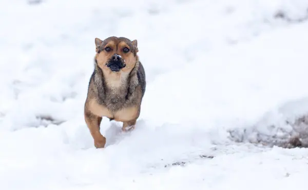 Hond Loopt Buiten Winter Het Park Natuur — Stockfoto