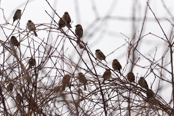 木の裸の枝に雀の群れ — ストック写真