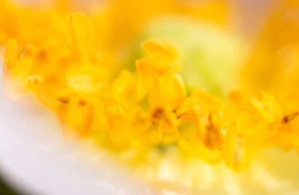 Yellow Pollen Flower Macro Park Nature — Stock Photo, Image