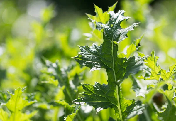 Grönt Taggigt Gräs Naturen Som Bakgrund — Stockfoto