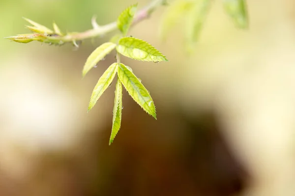 Nærbilde Regndråper Grønne Blader Naturen – stockfoto