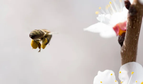 Abeille Vol Dans Nature Dans Parc Dans Nature — Photo