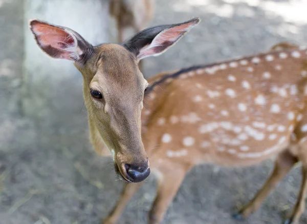 Nahaufnahme Schöner Hirsche Zoo — Stockfoto