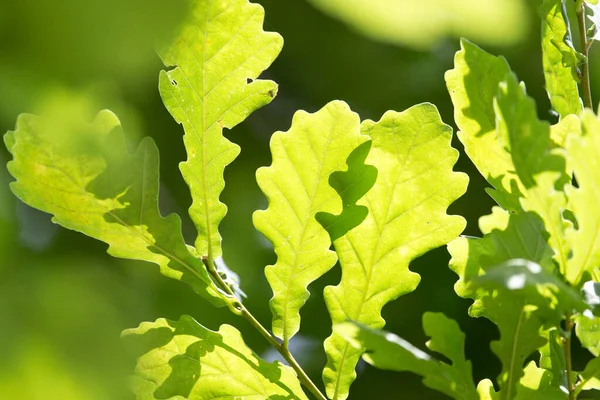 緑のオークの葉のクローズアップ — ストック写真