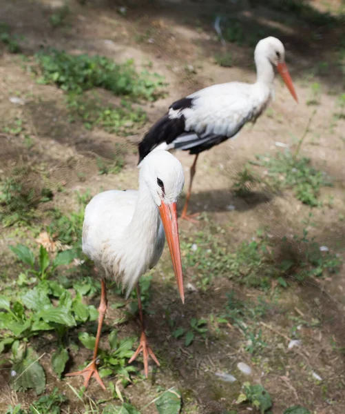 Zwei Schöne Weißstörche Zoo — Stockfoto