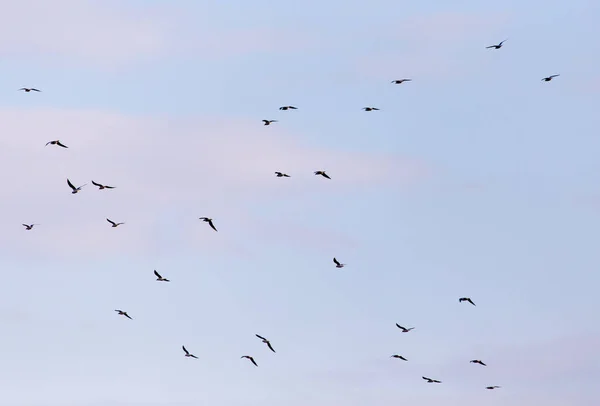 Flock Fåglar Himlen — Stockfoto