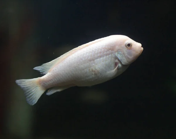 Красива Риба Акваріумі Фотографії Студії — стокове фото