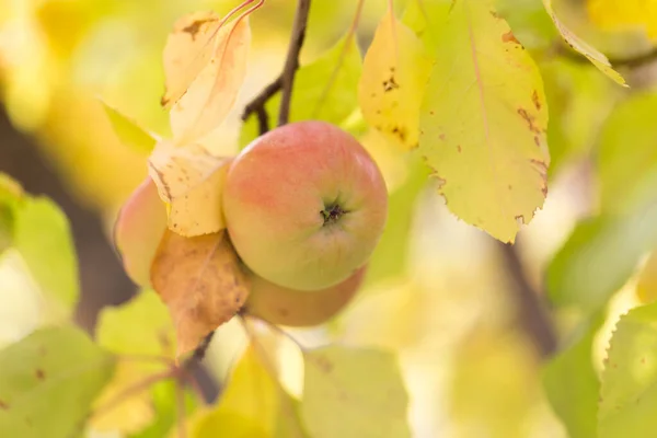 Äpple Träd Naturen Parken Naturen — Stockfoto