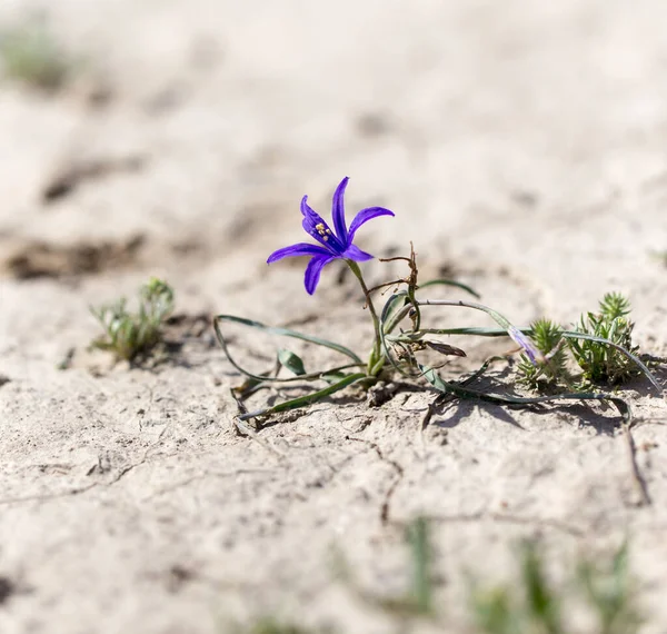 Belle Fleur Bleue Sur Nature Dans Parc Dans Nature — Photo