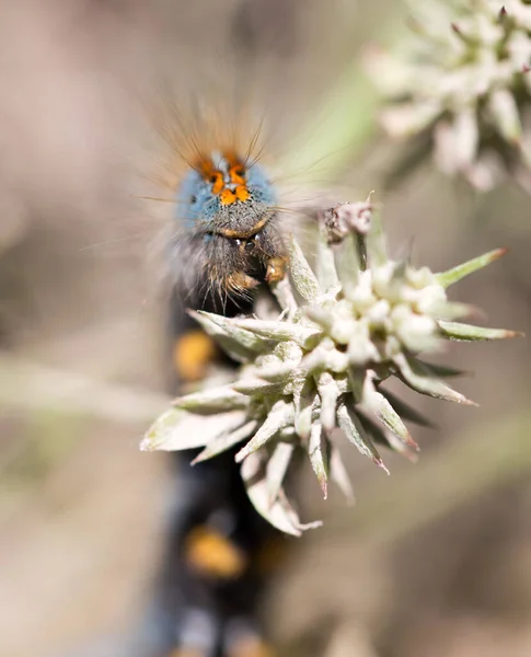 Bruco Una Pianta Nella Natura Macro — Foto Stock