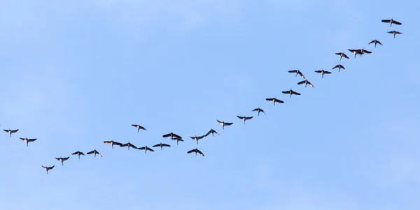 Zwerm Zwanen Die Tegen Een Blauwe Lucht Het Zuiden Vliegen — Stockfoto