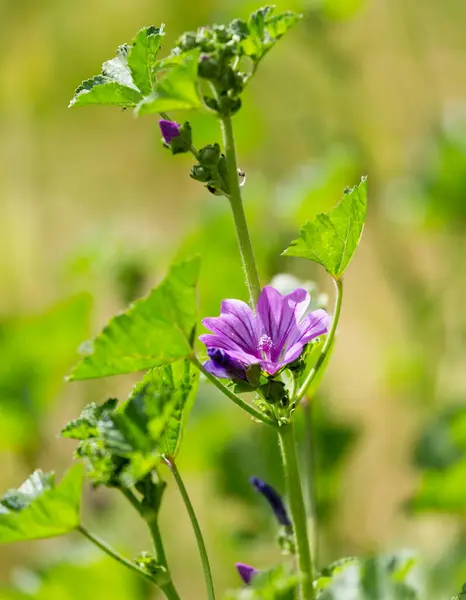 Beautiful Purple Flower Nature Park Nature — Stock Photo, Image