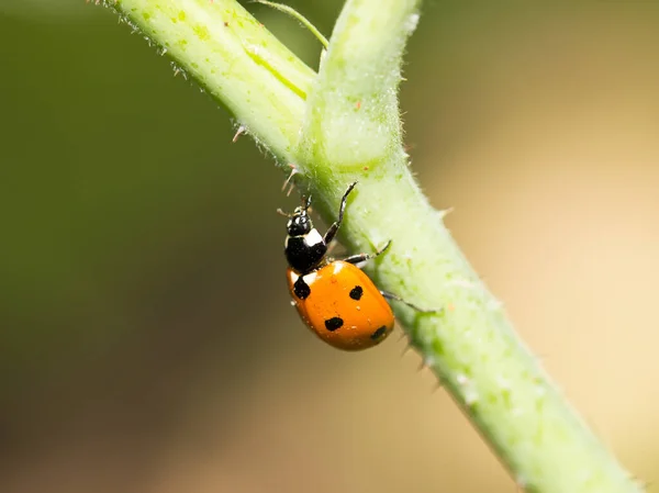 瓢虫寄生在自然界的植物上 — 图库照片