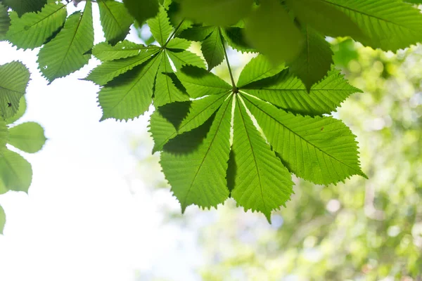 Nahaufnahme Von Grünen Blättern Baum Der Natur — Stockfoto