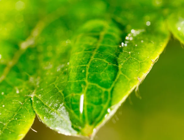 Detailní Záběr Kapek Rosného Jahodového Lístku — Stock fotografie