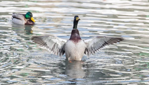 Kachna Jezeře Přírodě Parku Přírodě — Stock fotografie