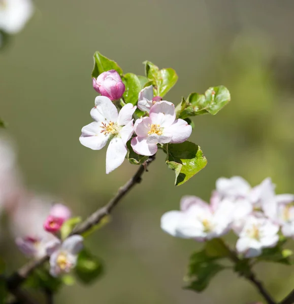 Belles Fleurs Sur Pommier Dans Nature — Photo