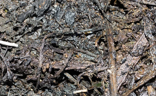 Van Verbrand Gras Als Achtergrond — Stockfoto